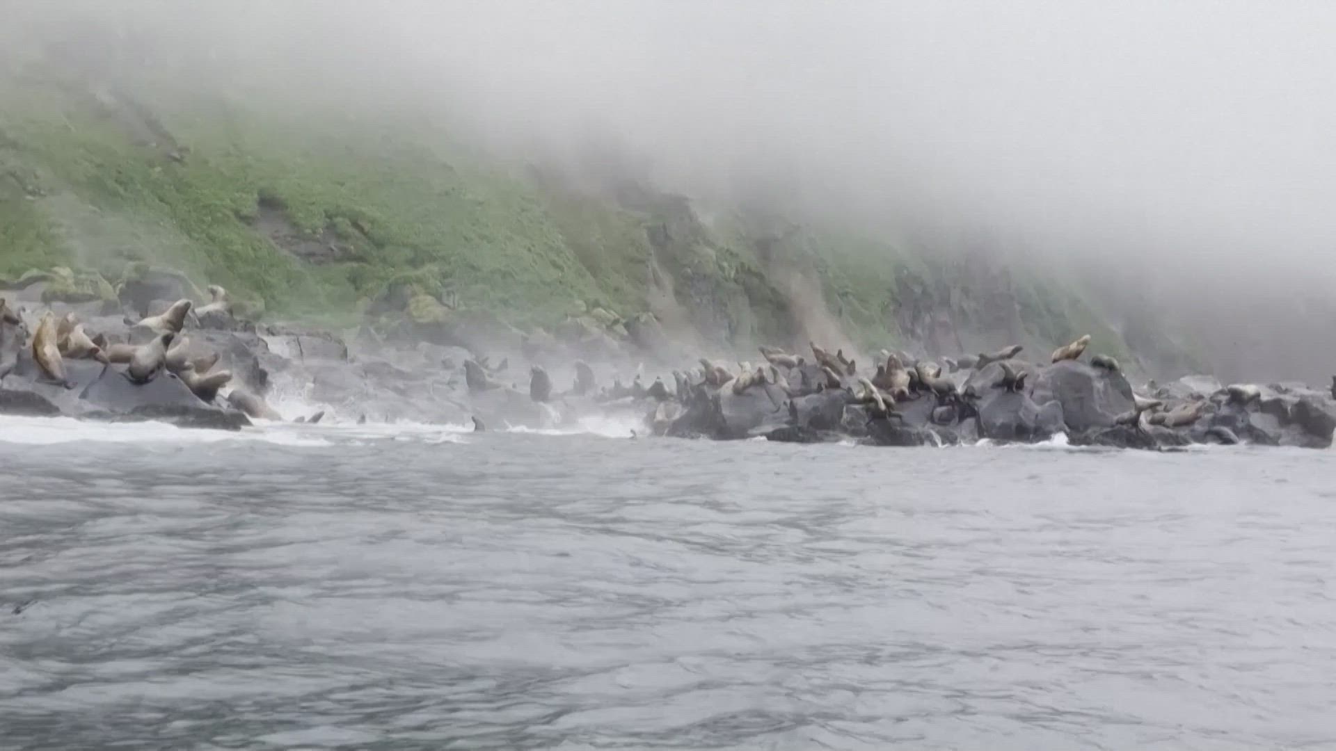 Lobos marinos huyen al mar en una isla rusa durante el terremoto en Kamchatka