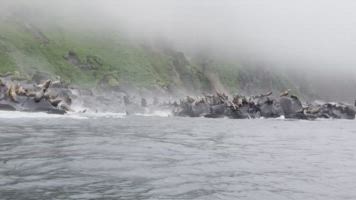 Lobos marinos huyen al mar en una isla rusa durante el terremoto en Kamchatka