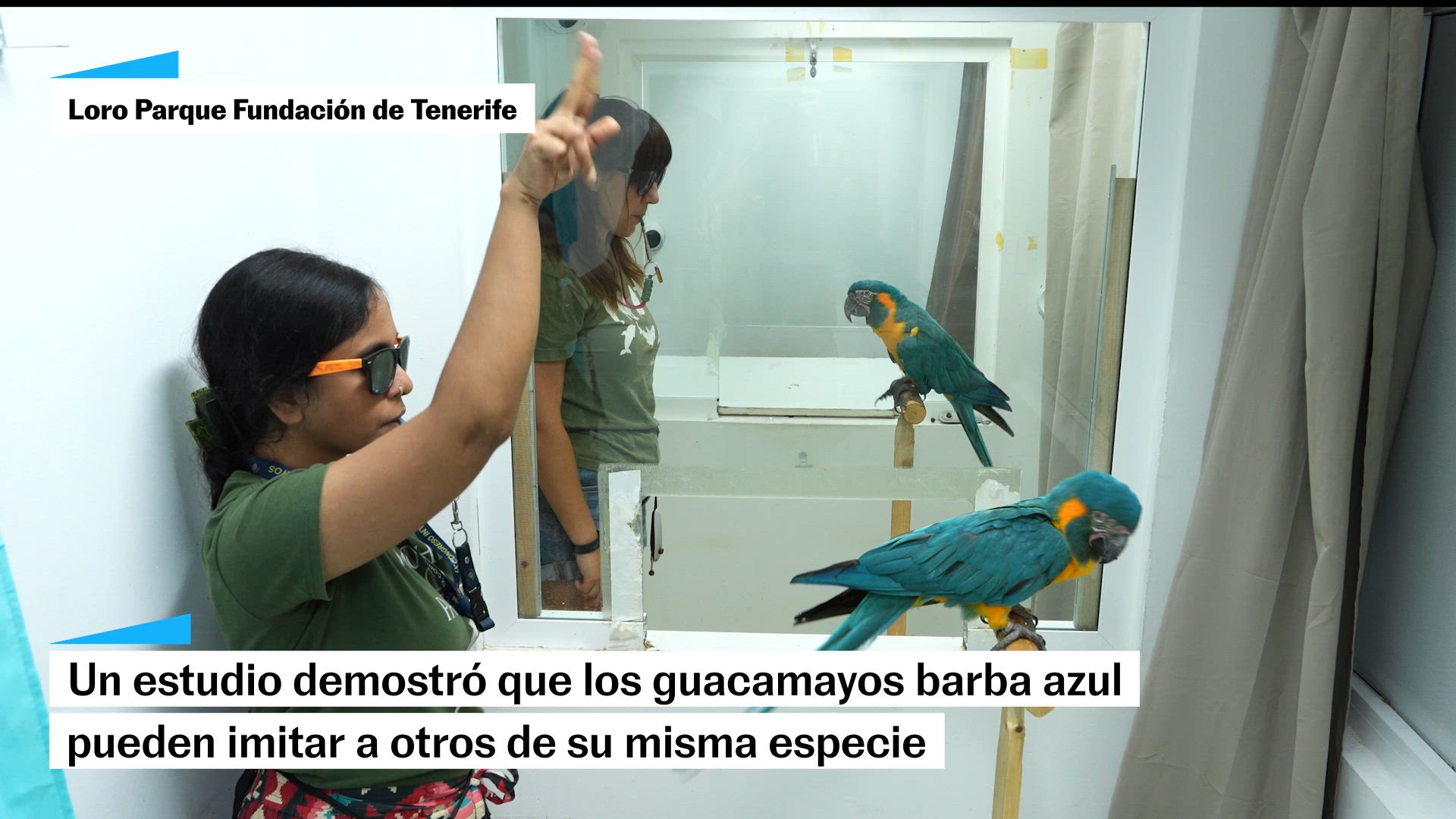 Los loros pueden imitar lo que otros de su especie aprenden, una habilidad solo vista en humanos