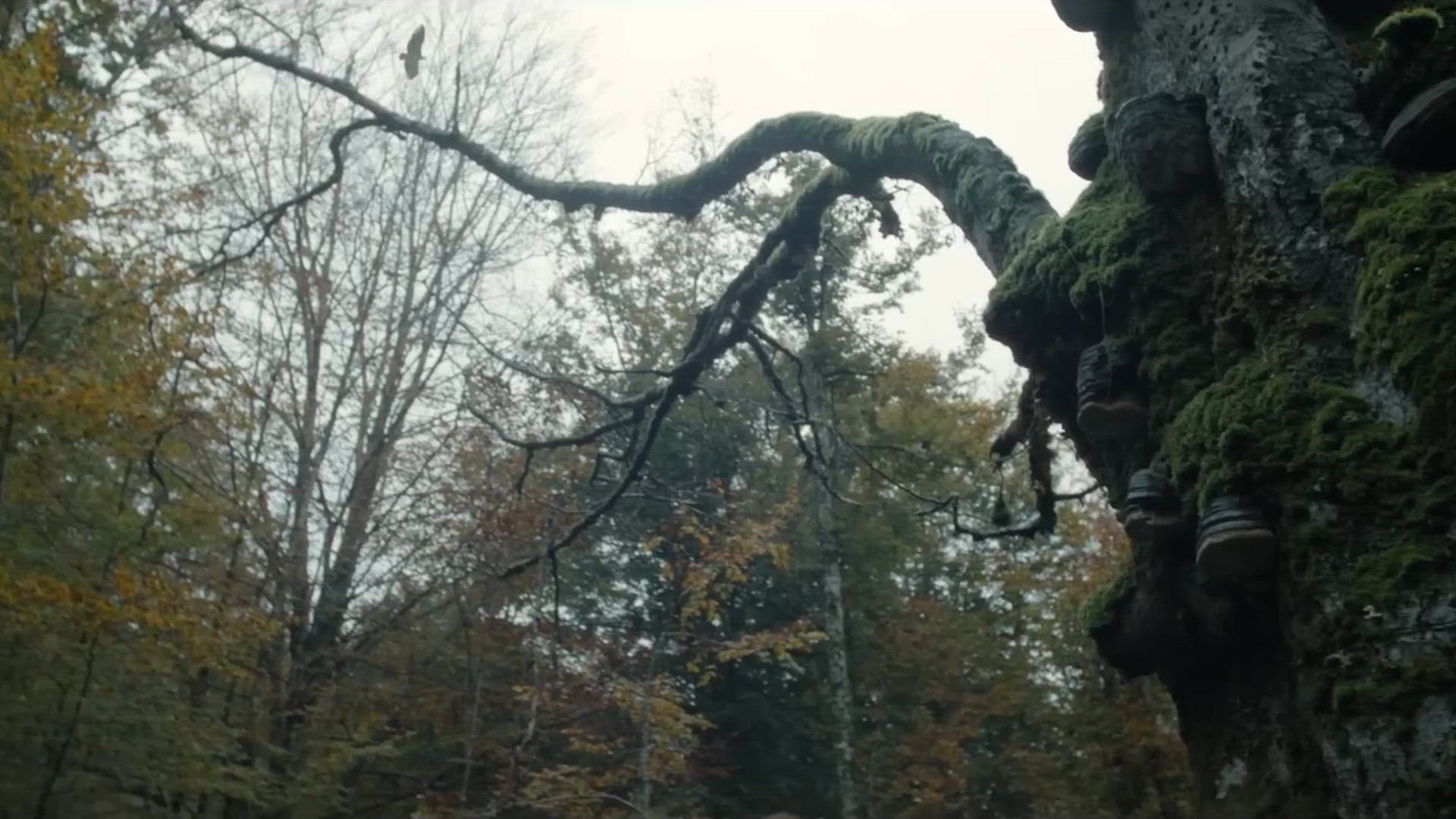 Trailer de la cuarta temporada de 'La caza'