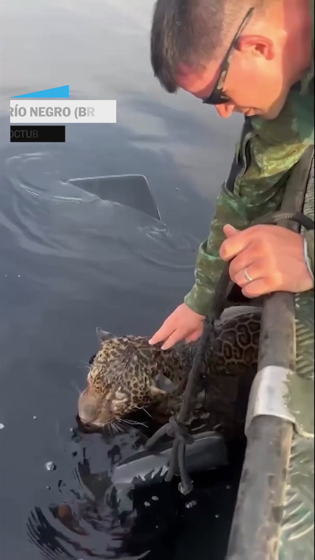 Veterinarios rescatan a un jaguar en el Río Negro