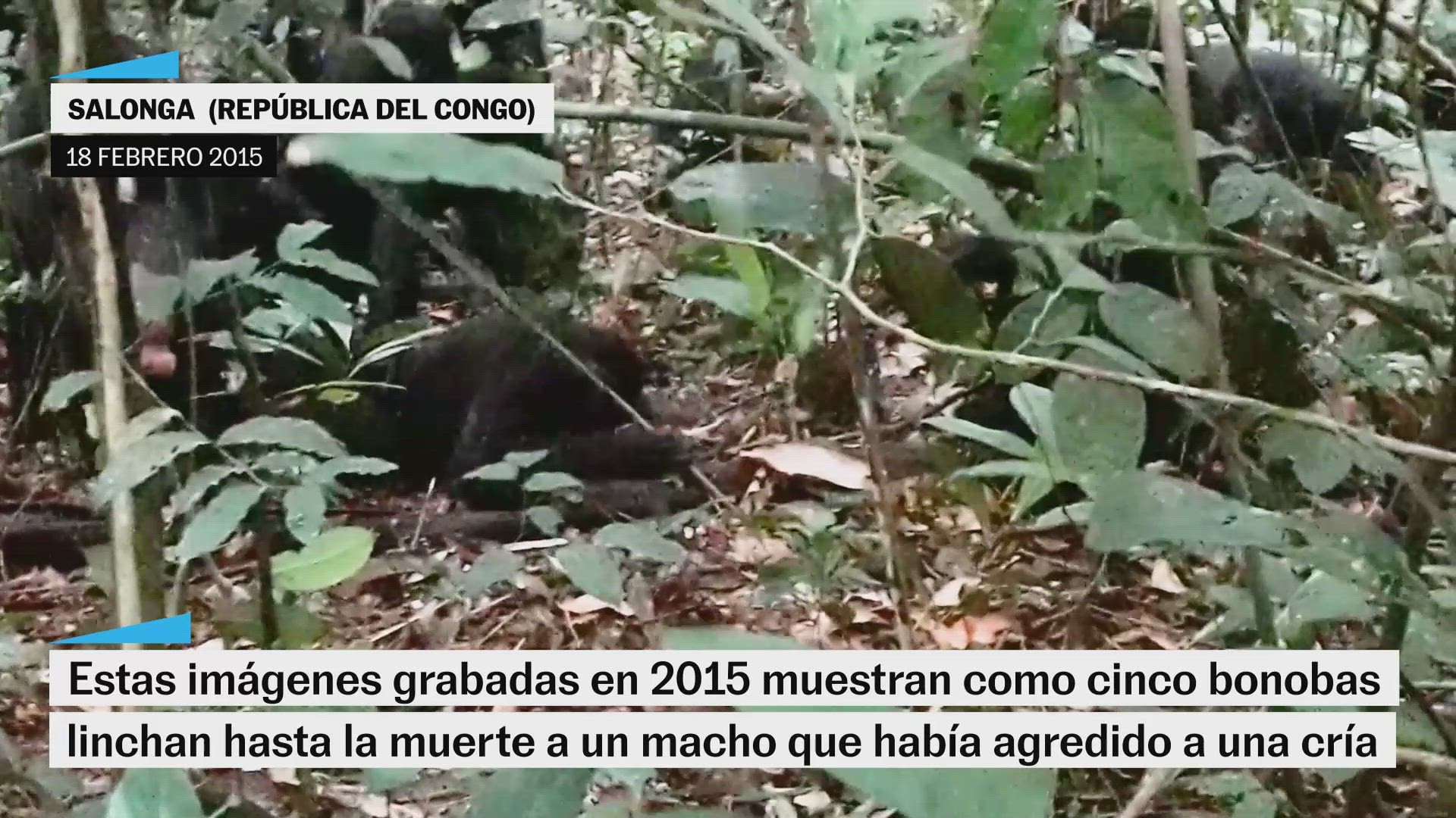 Cinco bonobas lincharon hasta la muerte a un macho por agredir a una cría
