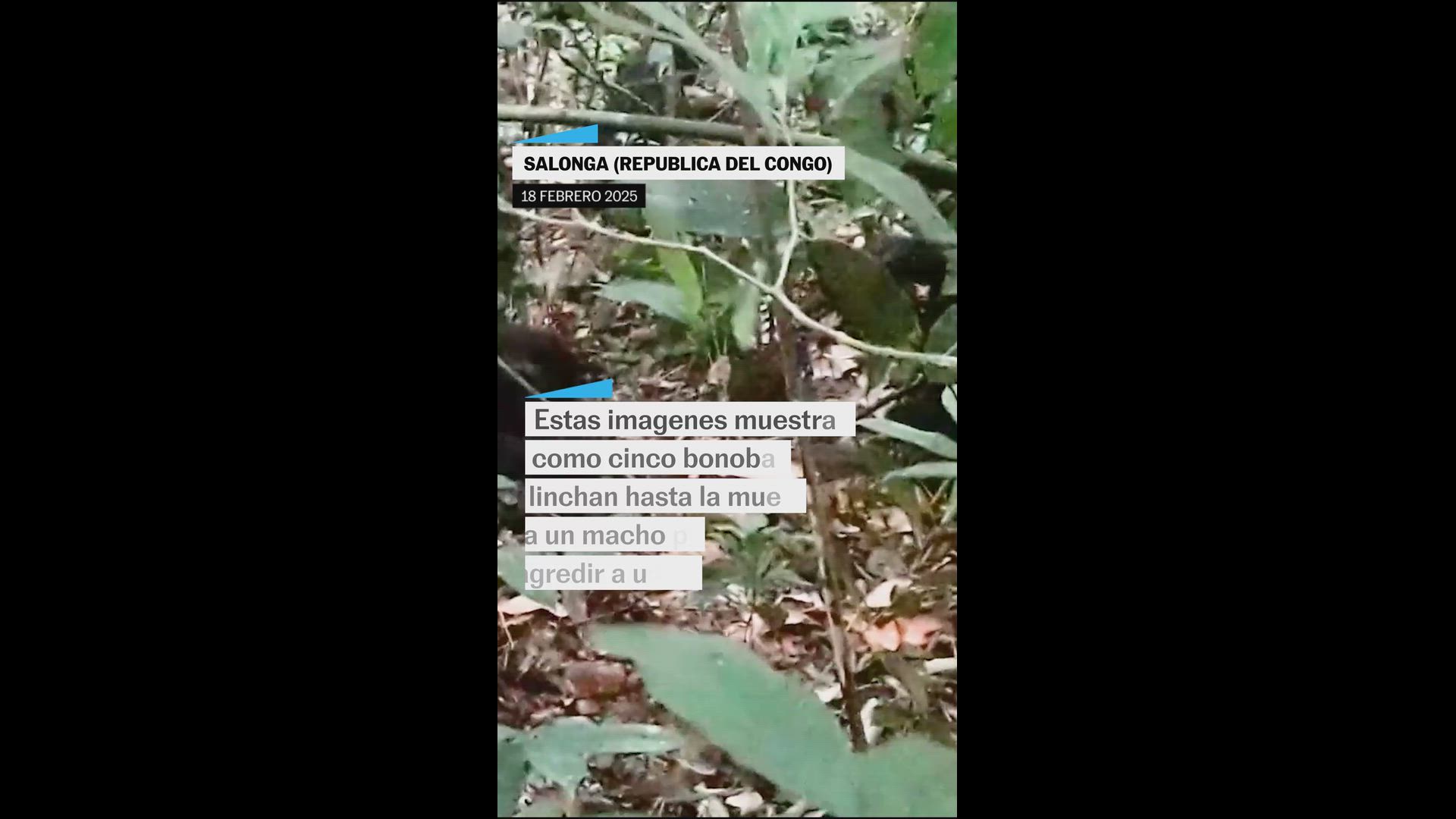 Cinco bonobas lincharon hasta la muerte a un macho por agredir a una cría