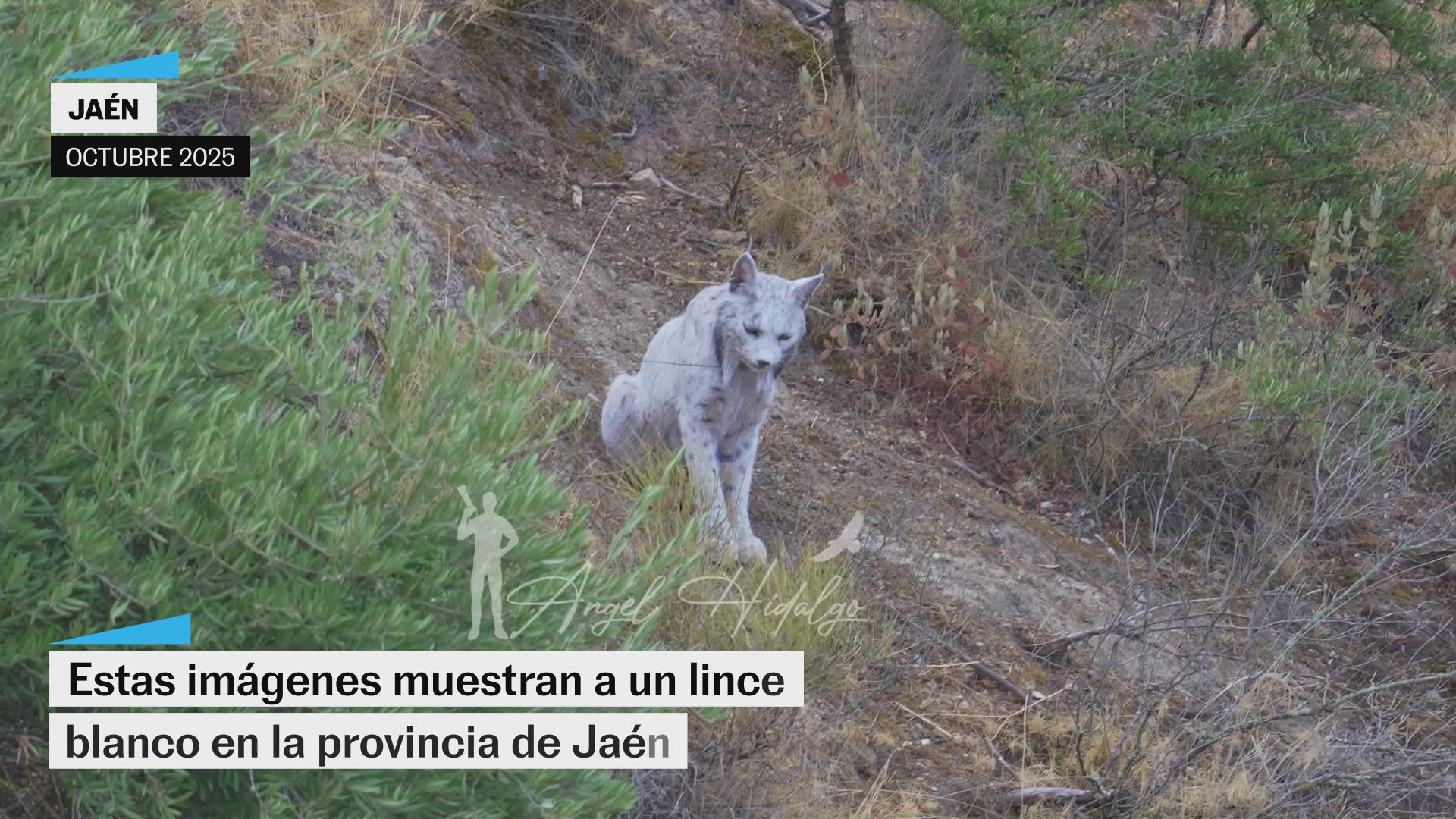 Un lince blanco fue hallado en la provincia de Jaén a principios de octubre