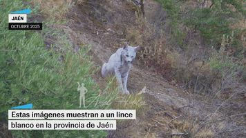 Un lince blanco fue hallado en la provincia de Jaén a principios de octubre