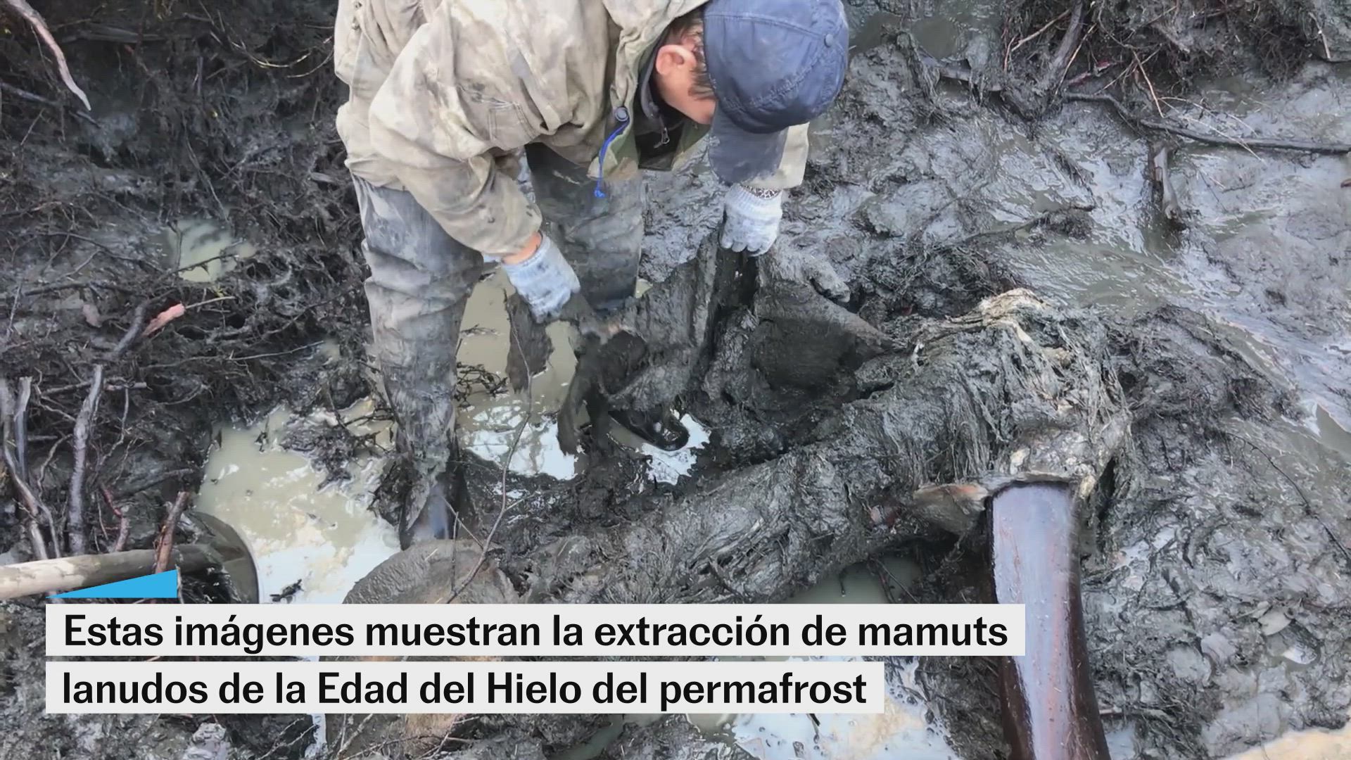 Se logra aislar y secuenciar moléculas de ARN de mamuts lanudos