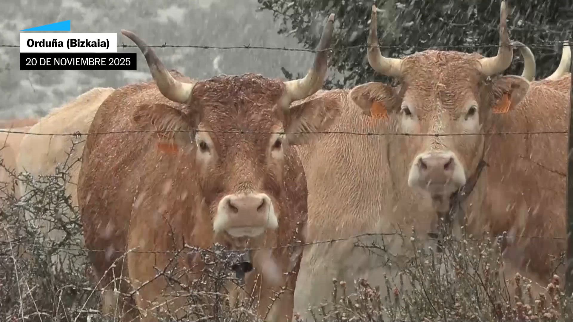 Cantabria, Castilla y León, Navarra y País Vasco en aviso naranja por acumulación de nieve