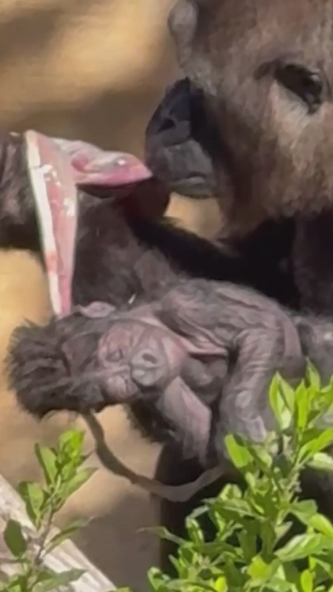 Una cría de gorila nace en el Bioparc de Fuengirola