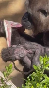 Una cría de gorila nace en el Bioparc de Fuengirola