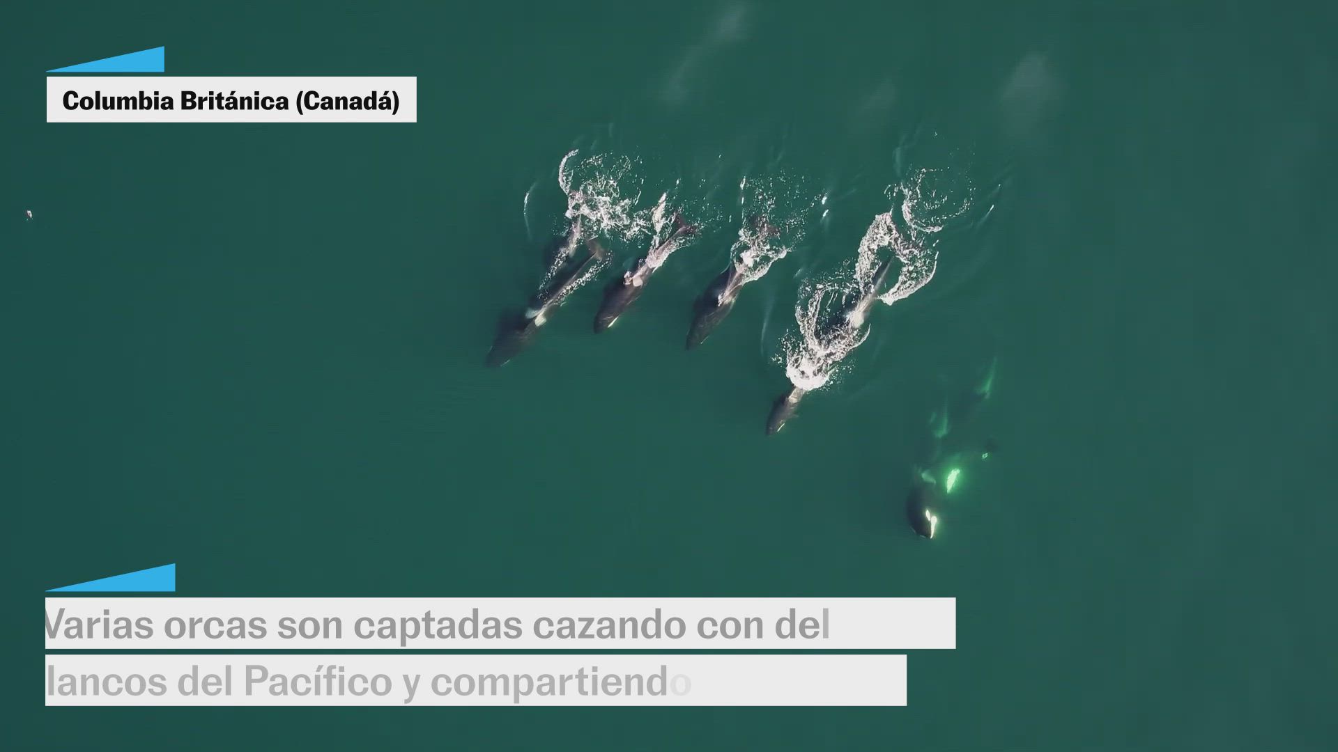 Orcas y delfines cazando juntos