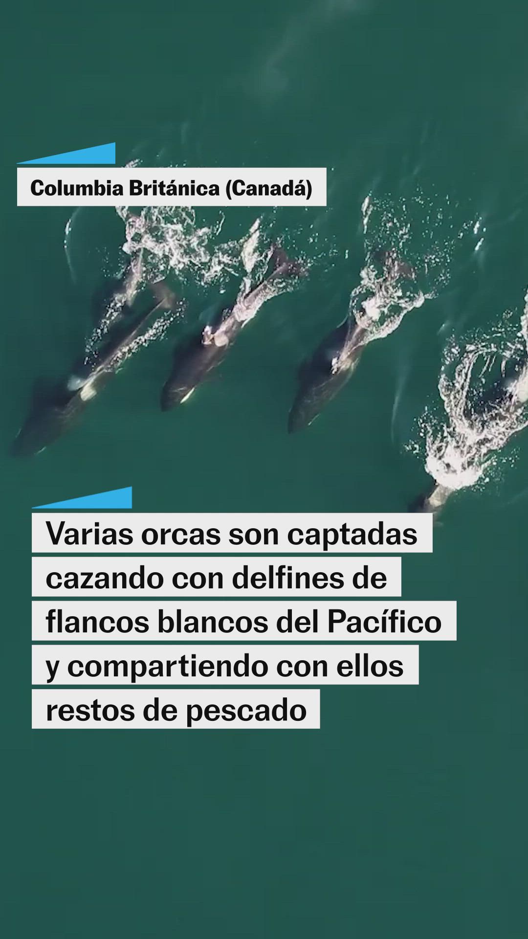 Orcas y delfines cazan juntos en Canadá