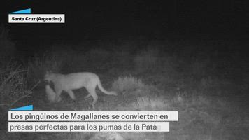 Los pumas dan caza a los pingüinos de Magallanes