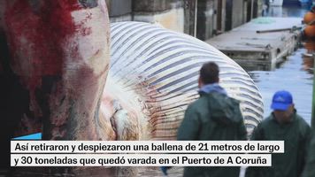 Así retiraron una ballena de 30 toneladas que quedó varada en A Coruña