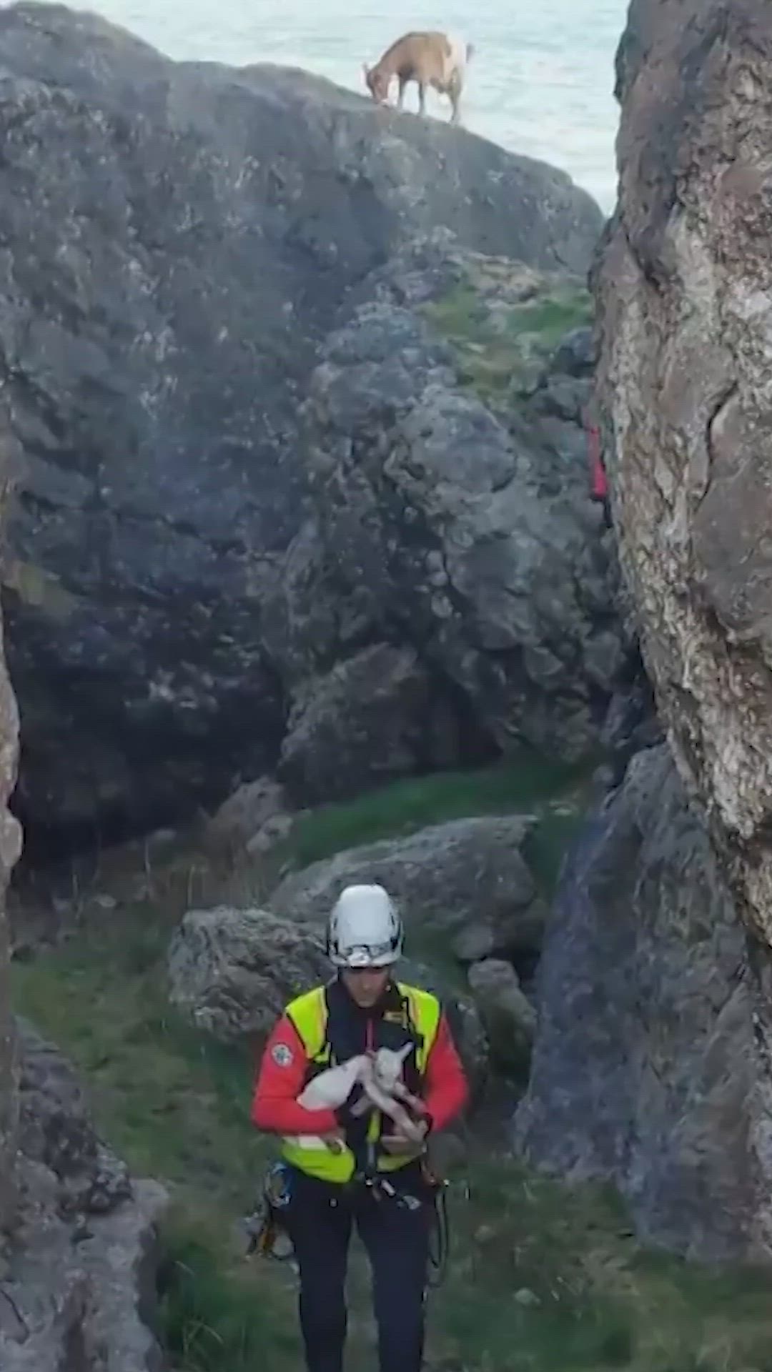 Los bomberos de Cantabria rescatan a una cabra recién nacida y a su madre