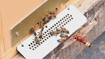 La vespa orientalis conquista el sureste de la península ibérica