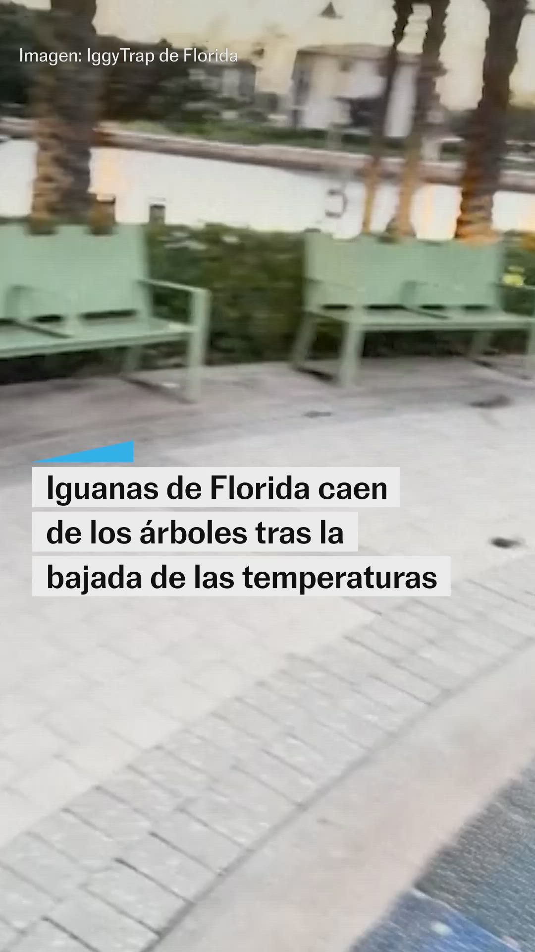 Iguanas en Florida caen de los árboles por la bajada de las temperaturas