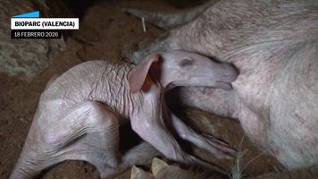 Nace un nuevo oricteropo en el Bioparc de Valencia