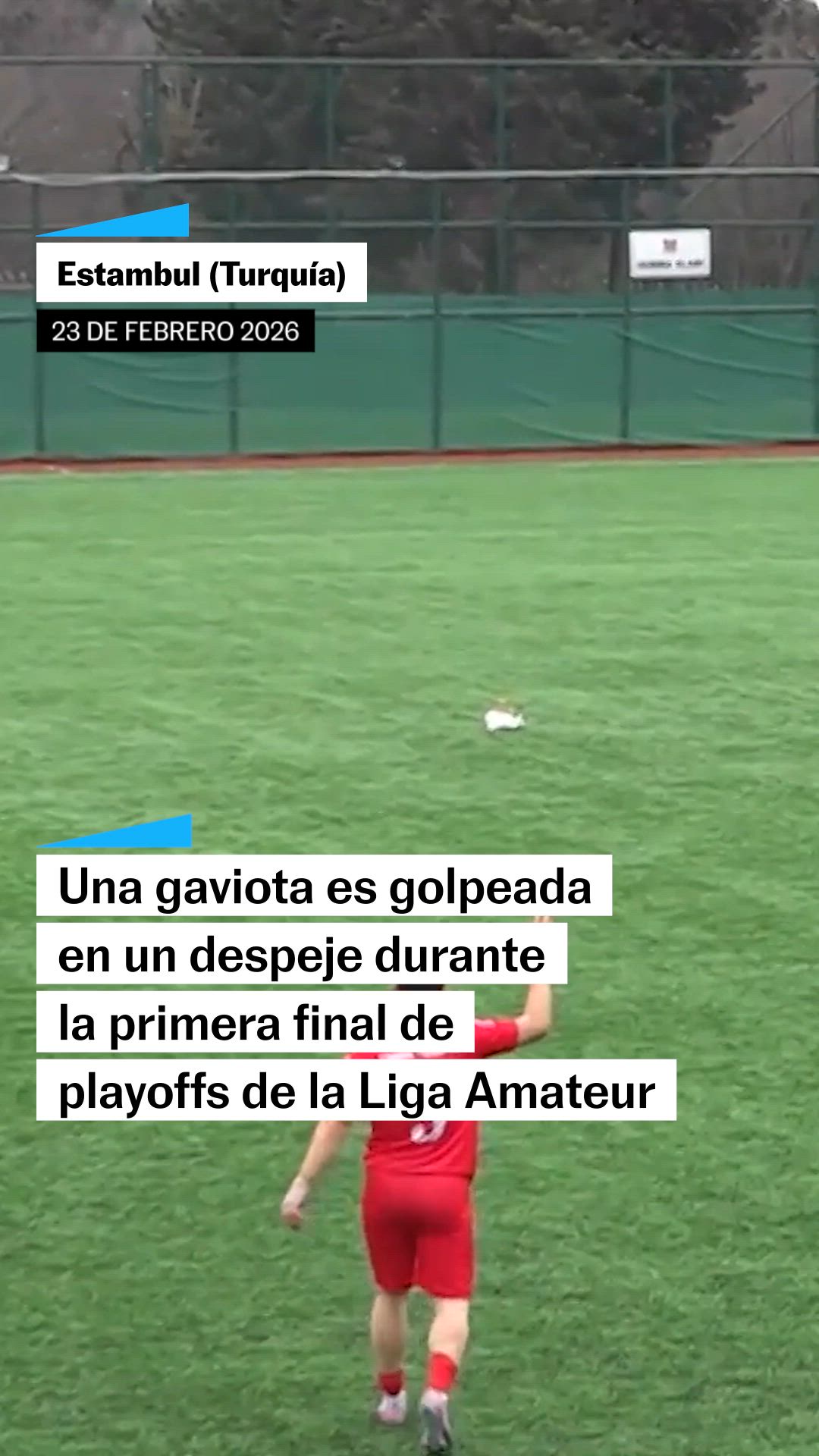 Gaviota reanimada con RCP durante un partido en Estambul