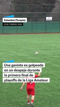 Gaviota reanimada con RCP durante un partido en Estambul