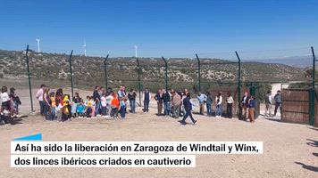 Así han liberado a ‘Windtail’ y ‘Winx’, dos linces ibéricos en Zaragoza